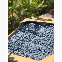 Продам лохину сортів Дюк, Спартан, Блю Кроп, Блю Голд