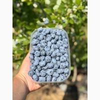 Продам лохину сортів Дюк, Спартан, Блю Кроп, Блю Голд