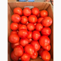 Продам помідор польовий
