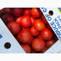 Продам помідор польовий