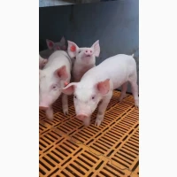 Пропонуємо поросят оптом