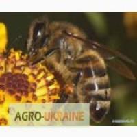 Продам пчелопакеты