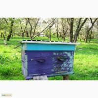 Продам пчелы с ульями