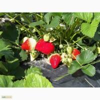 Продам саженцы клубники Моллинг Пандора,Мальвина
