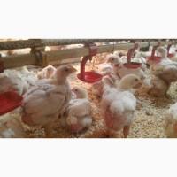 Продам подрощенных цыплят бройлера