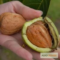 Продам грецкий орех, Запорожье