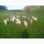 Козье молоко