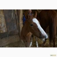 Продається Кобила та Лоша, виконує усі с.-госп роботи, спокійна