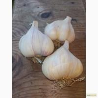 Продам ярий часник Велетень