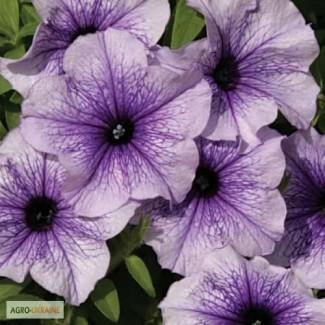 Продам семена Петуния Нора F1