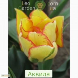 Тюльпаны, гиацинты, нарциссы, мускари, крокусы, ирисы, лилии-дёшево