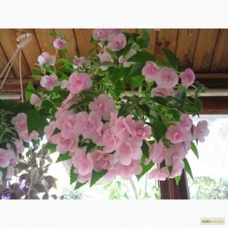 Ахименесы