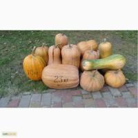 Продам семена сахарной тыквы