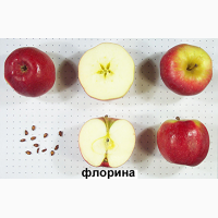 Продаю саженці яблук: Айдаред, Лігол, Глостер, Флоріна