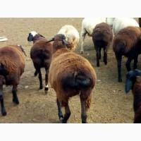 Продам курдючных баранов живым весом и тушками