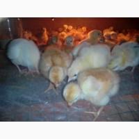 Продам цыплят, курчат