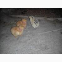Продам цыплят, курчат