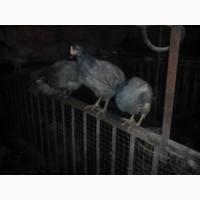Продам цыплят, курчат