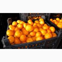 Продам мандарины грузинские турецкие лучшего качества
