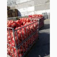 Продам Тыкву. Большие объемы для Экспорта