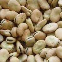 Продам раній сорт бобів