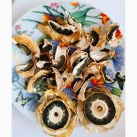 Гриб Веселка сушений