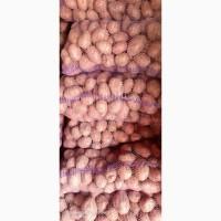 Продам товарну картоплю