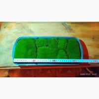 Мох кочка живой