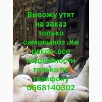 Вывожу утят на заказ утят только самовывоз Харьковская область