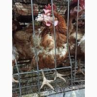 Кури несушки годичние