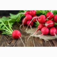 Продам свіжий редис. 200кг тиждень