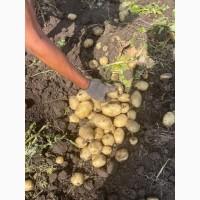 Продам картофель сорт Ревьера