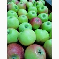 Продам Яблоко