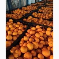 Продам мандарины оптом розница