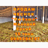 15 тонн ПРОДАМ ЧЕСНОК 2024 Любаша Молодой Сухой Товарный Озимый Оптом Часник Garlic