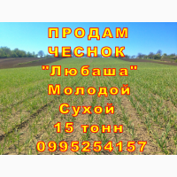 15 тонн ПРОДАМ ЧЕСНОК 2024 Любаша Молодой Сухой Товарный Озимый Оптом Часник Garlic