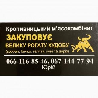 Закуповуємо велику рогату худобу