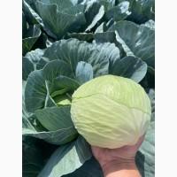 Продам (Капусту)( Моркву)( Буряк столовий)