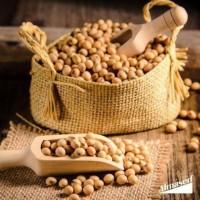 Продам сою з ГМО, 350 т., Чернігівська обл., с.Березна