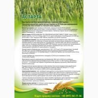 Сорт Астарта (еліта) - Насіння озимої пшениці від виробника 2025