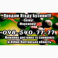 Підприємство продає великим та малим гуртом ягоду бузини