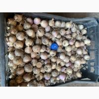 Однозубка Люаша 15-20мм