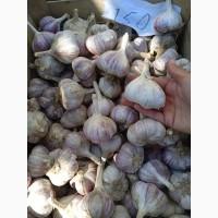 Продам посадковий часник сорт Любаша