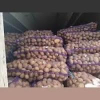 Закуповуємо картоплю некондицію на крохмаль, корм, бюджет від 10 т