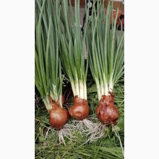 Продам лук Штутгарт на перо