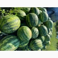 Продам 20 тонн смачного кавуна з поля