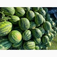 Продам 20 тонн смачного кавуна з поля