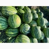 Продам 20 тонн смачного кавуна з поля