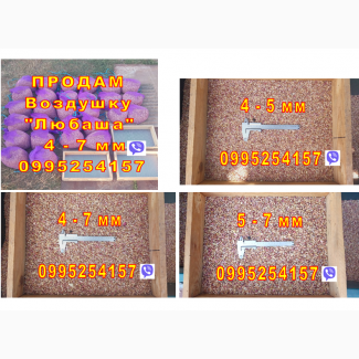 Воздушка Любаша Насіння Повітряна Бульбашка Часник Чеснок Семена Однозубка