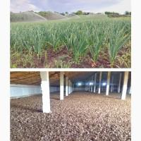 Воздушка Любаша Насіння Повітряна Бульбашка Часник Чеснок Семена Однозубка